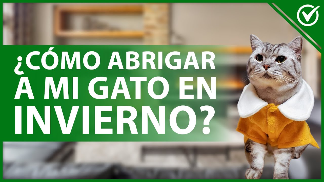 Video thumbnail for 🐈 ¿Cómo ABRIGAR a mi GATO en INVIERNO y las épocas de frío? - Consejos útiles 🧣🐈