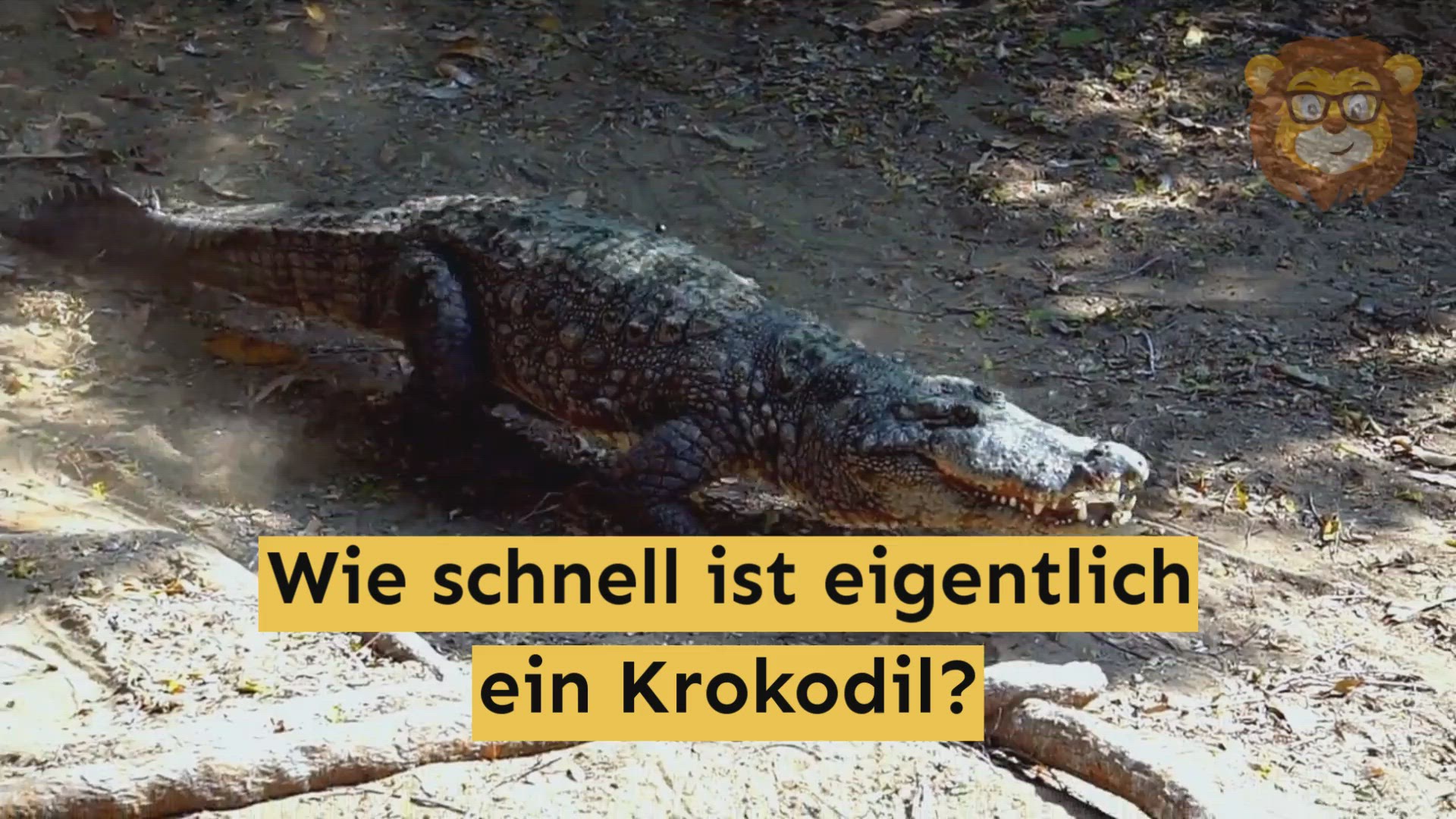 Video thumbnail for Wie schnell ist ein Krokodil?