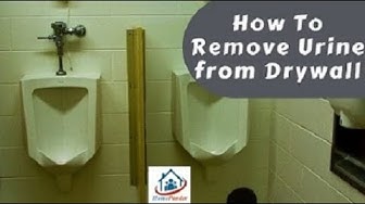 'Video thumbnail for How to Remove Urine from Drywall In 5 Easy Steps'