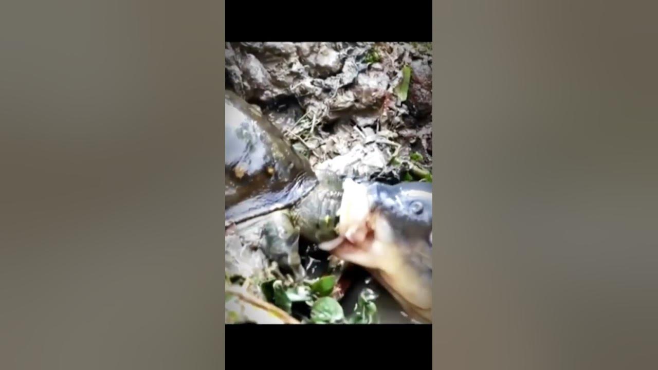 Video thumbnail for Mirip Ikan Mas #shorts