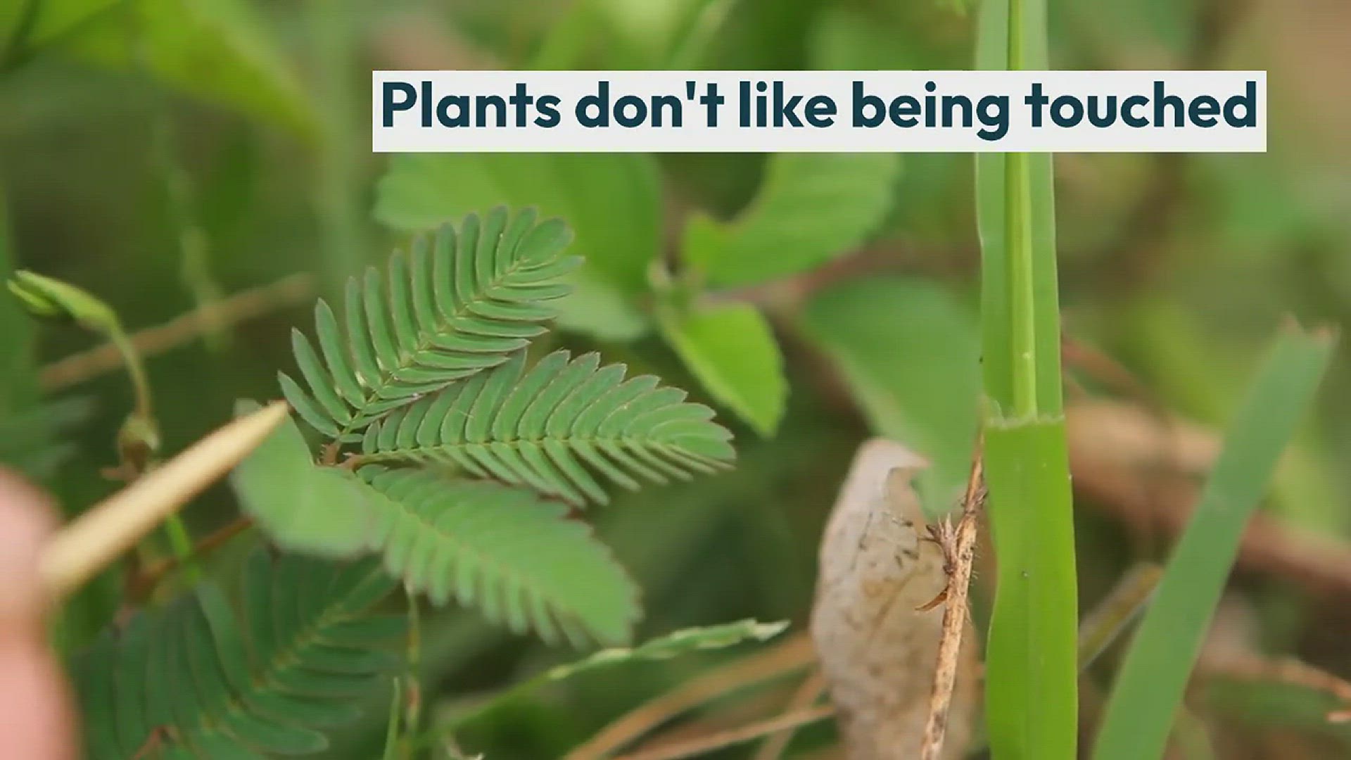 Video thumbnail for Do Plants Like Being Touched?