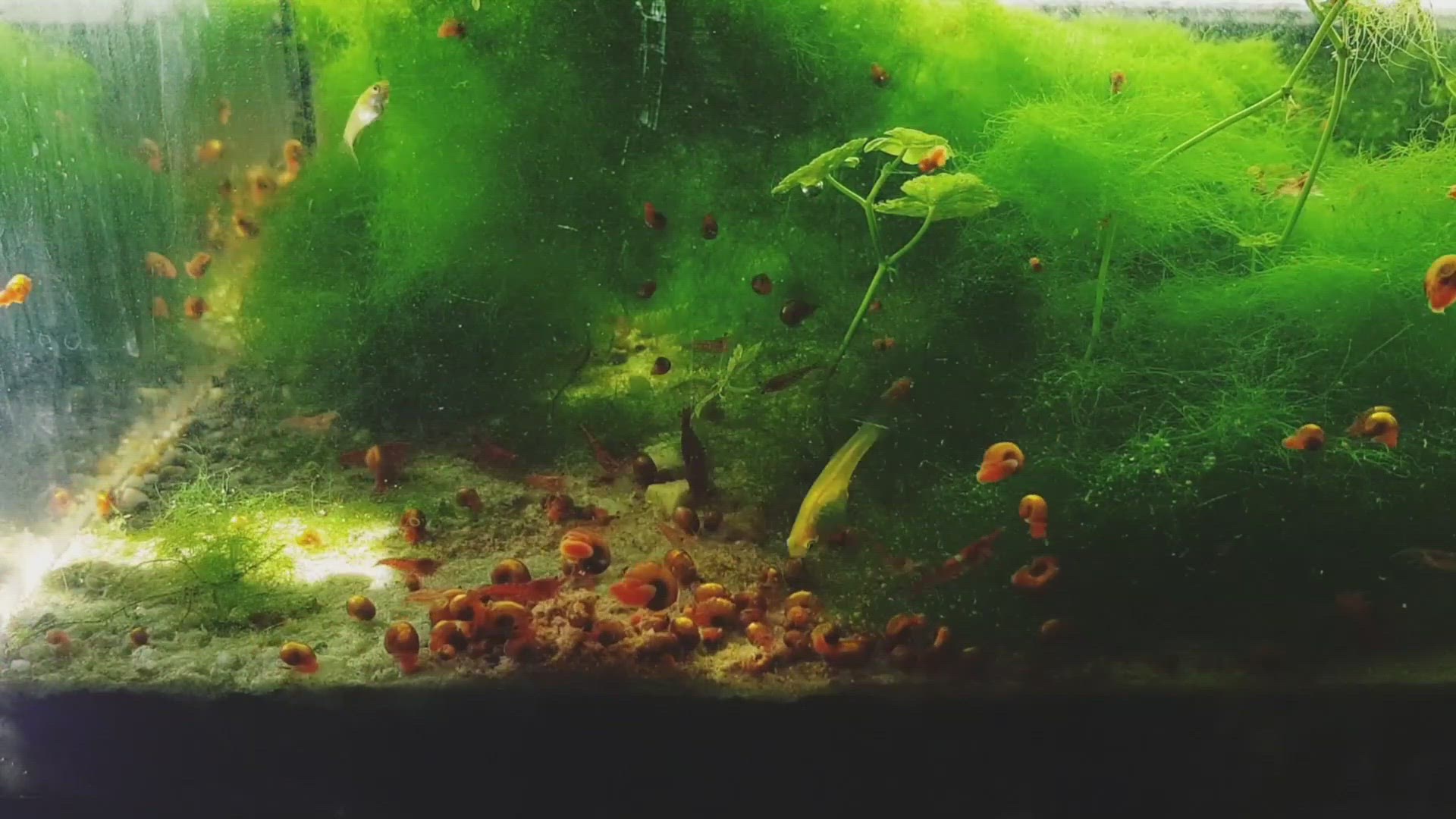 'Video thumbnail for Nano Planted tank'
