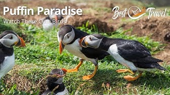 'Video thumbnail for Puffins on Lunga Island Scotland'