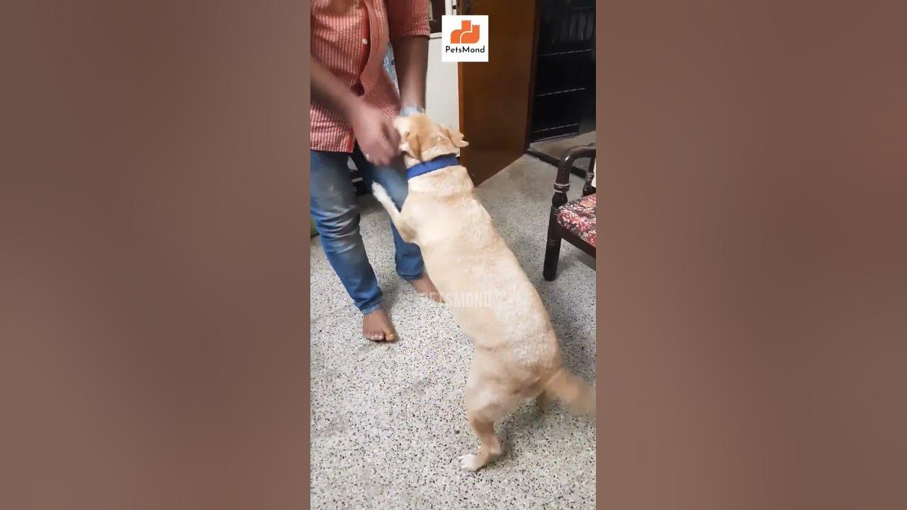 'Video thumbnail for Dog Meets Owner After A Week 😍 | Amazing Dog Behavior | Facts | Fun | Petsmond'