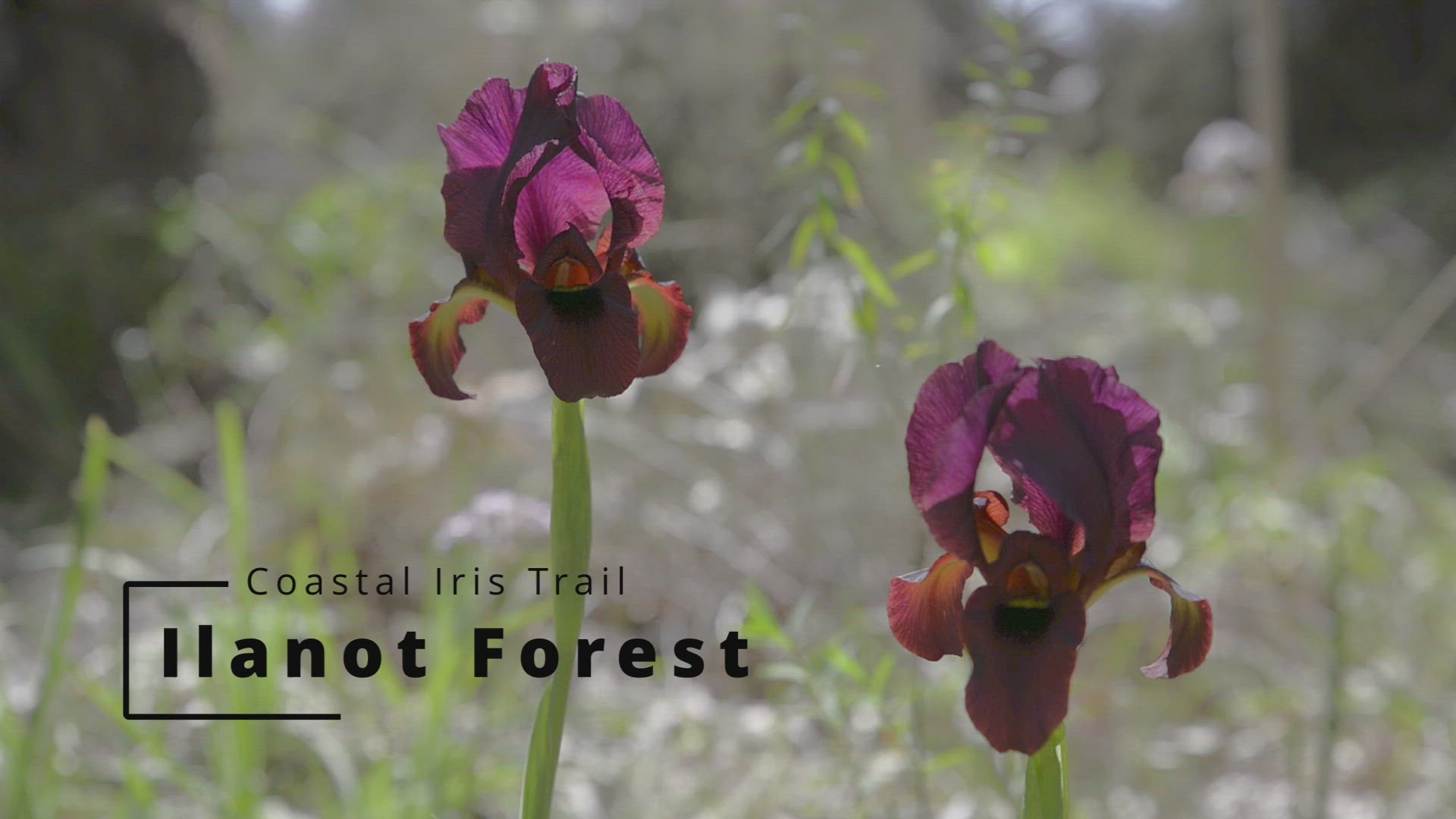 'Video thumbnail for Coastal Iris Trail at Ilanot Forest'