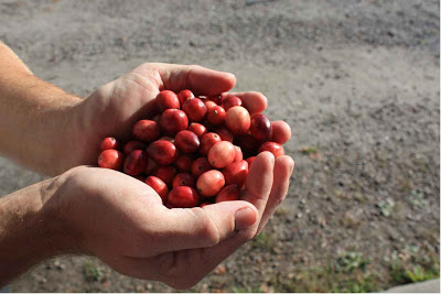 'Video thumbnail for Cranberry Harvest in Bala, Ontario, Canada'