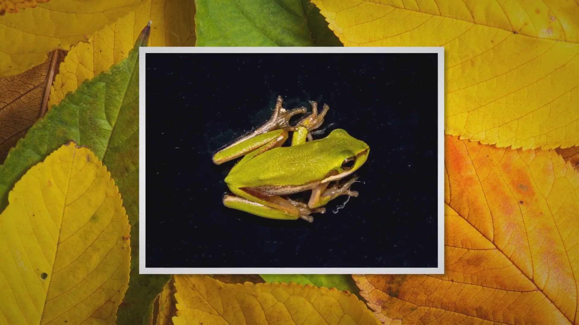 Video thumbnail for Is Super ICK Cure Safe for African Dwarf Frogs? – Reptiles & Amphibians