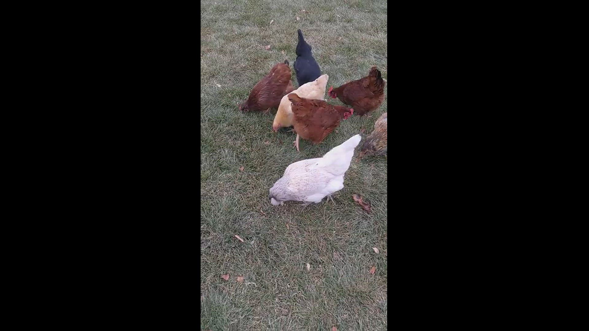 'Video thumbnail for Feeding Chickens in the Wind'