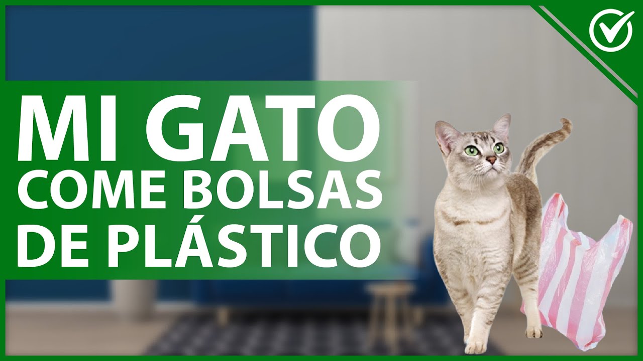 Video thumbnail for 🐈 ¿Por qué mi GATO COME BOLSAS de plástico? - Causas y solución efectiva 🐈🛍