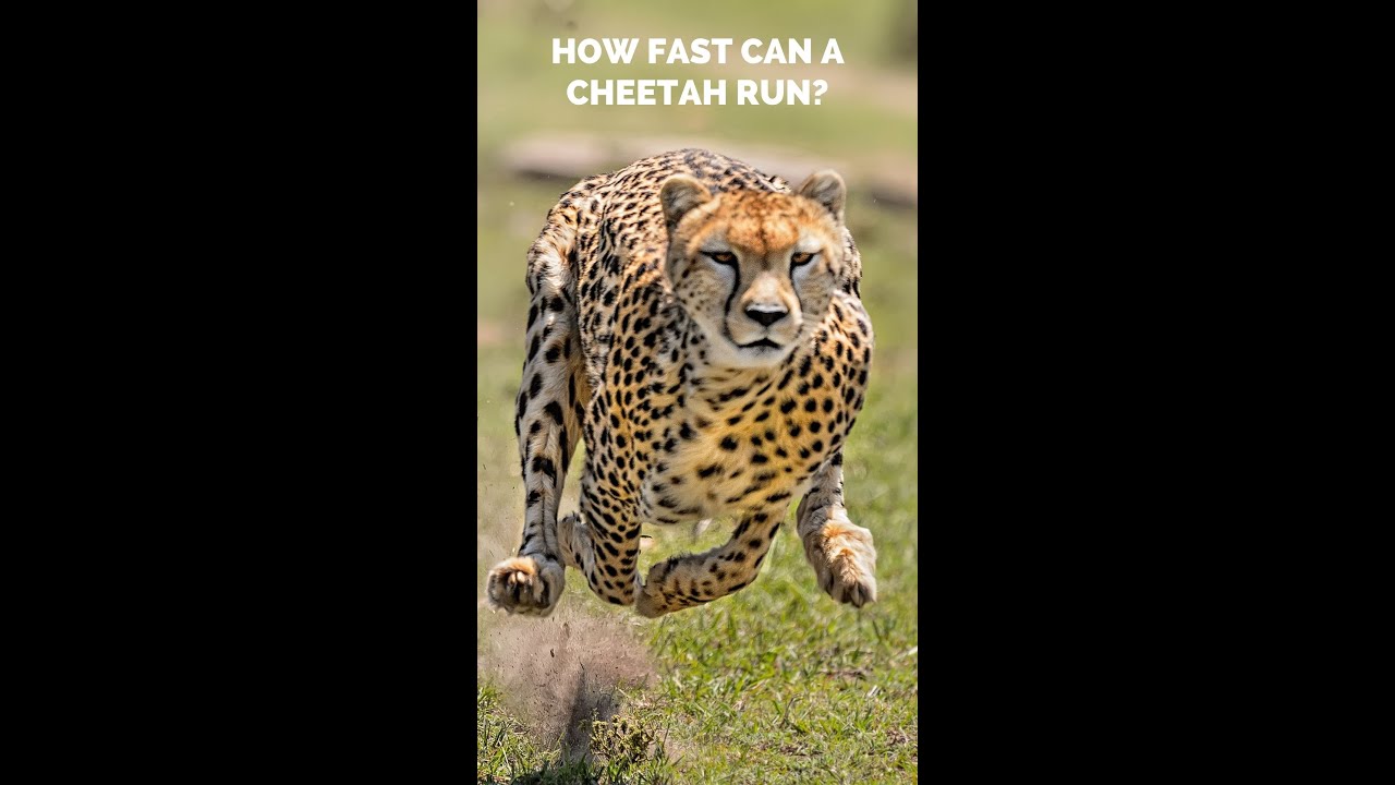 How Fast Can a Cheetah Run? #shorts #animals #bigcats #cats #cheetah # fastest #speedrun 