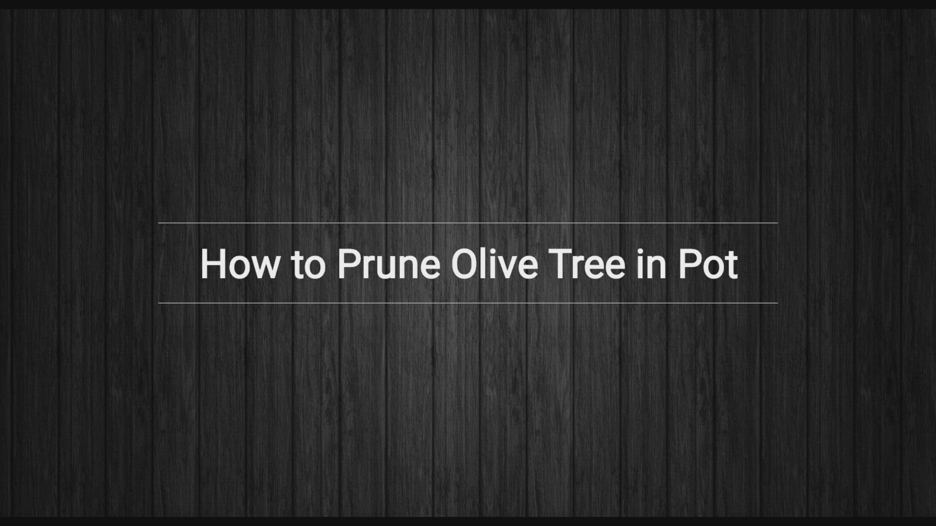 'Video thumbnail for Pruning Olive Trees in Pots - 5 Principles'