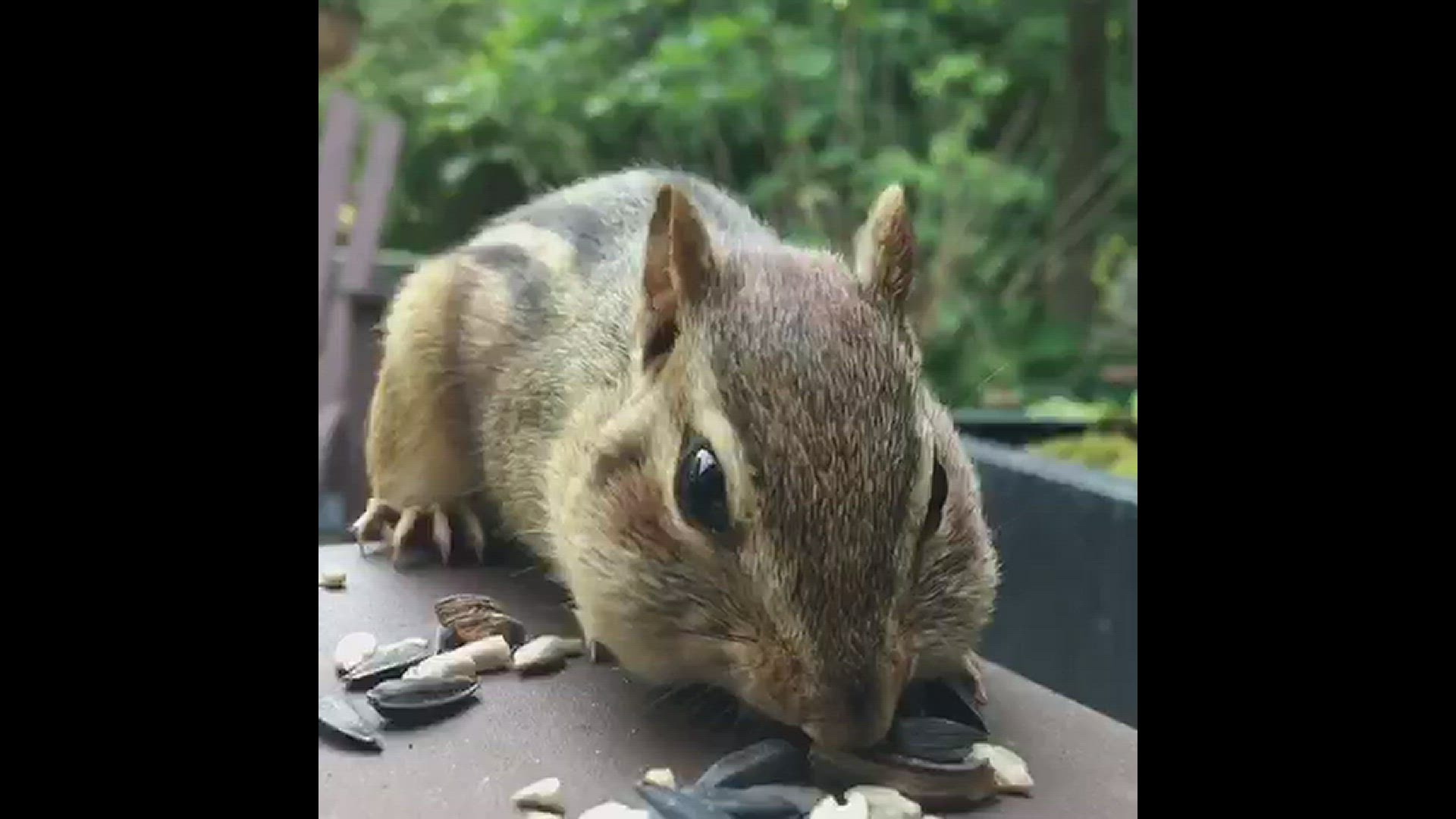'Video thumbnail for Chipmunk feeding'