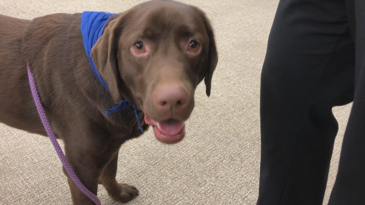 Jefferson Middle School Welcomes New Therapy Dog WNY News Now