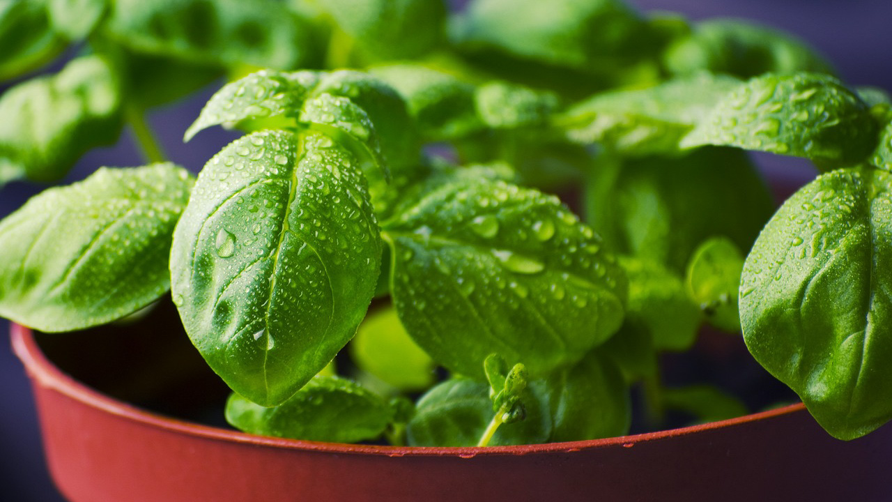 Annual vs Perennial Vegetables: Which Ones Should You Choose for Your Homestead? -