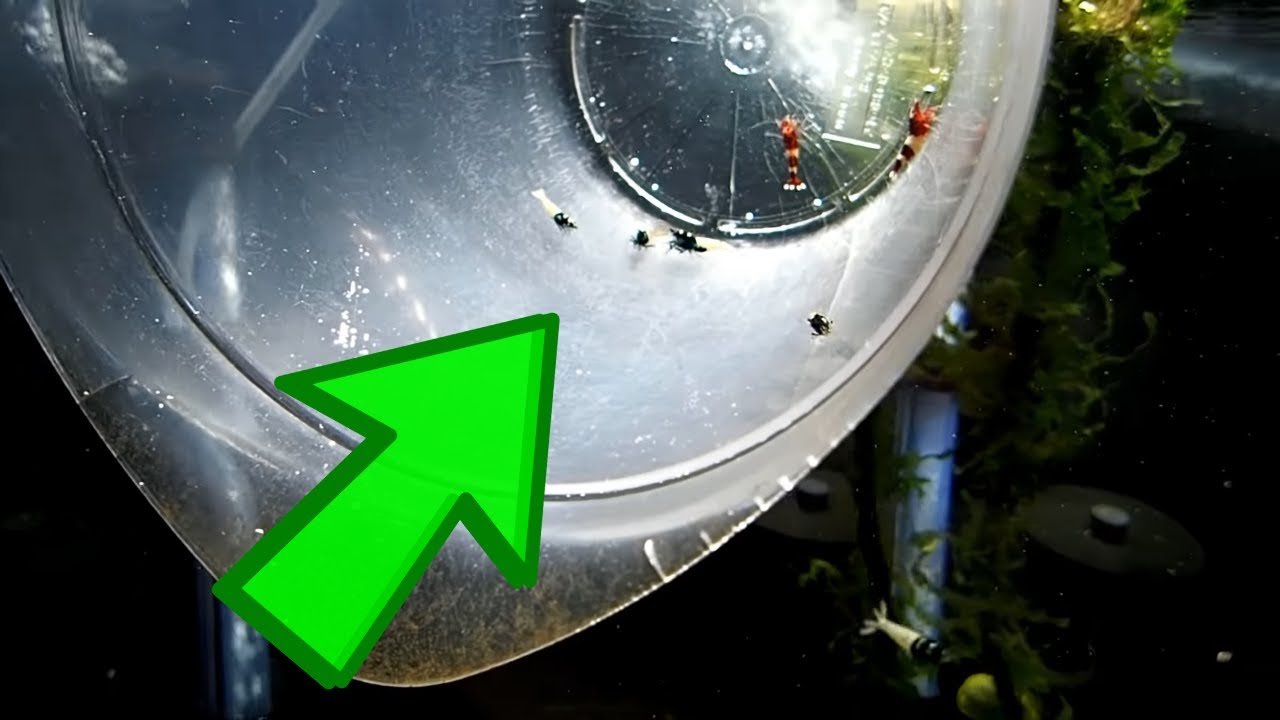 'Video thumbnail for Drip Acclimation: The Key to Successful Shrimp Keeping'