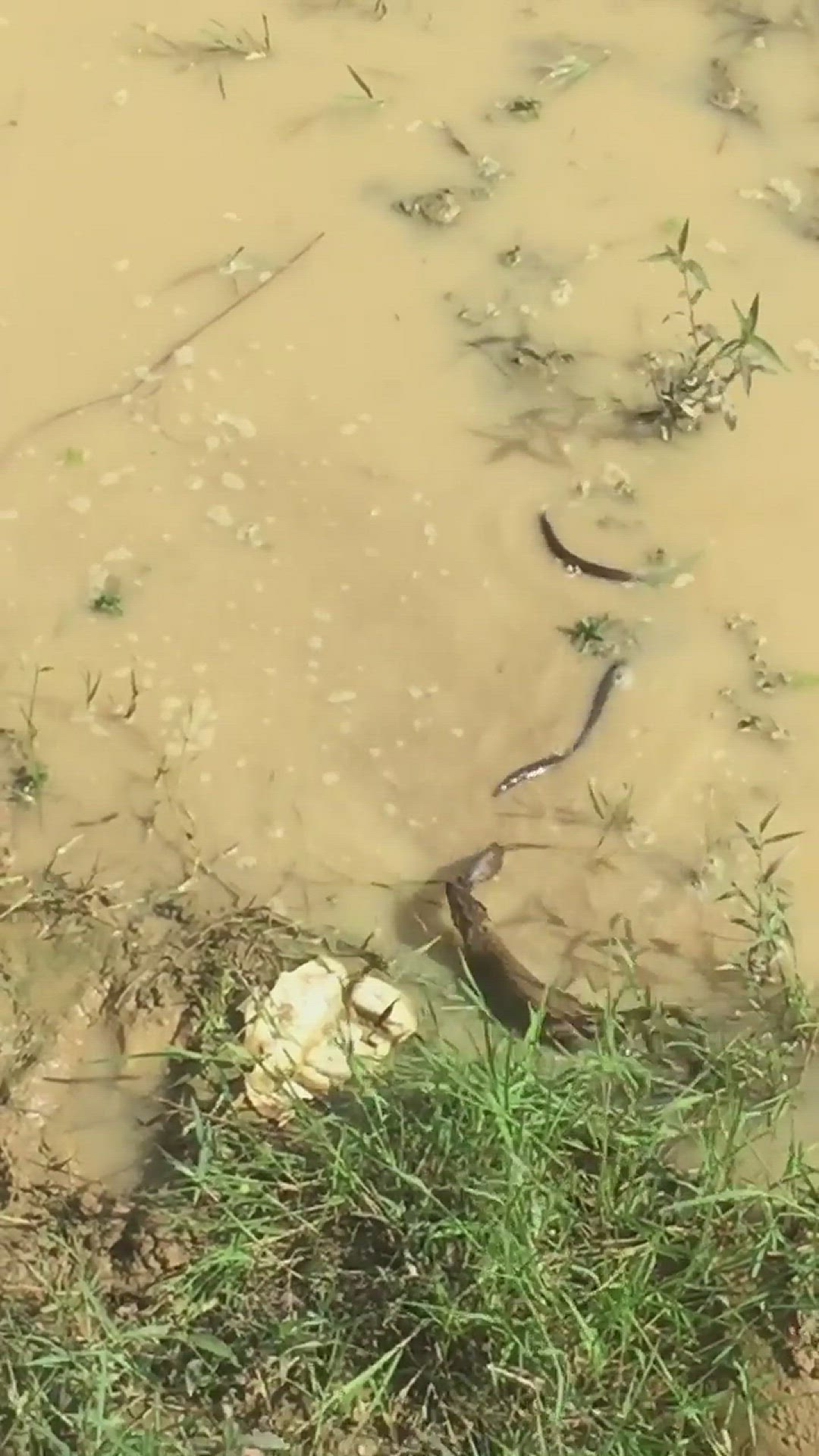 Video thumbnail for Snake vs. Mongoose