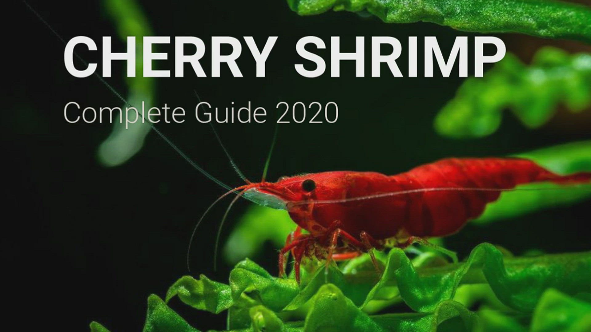Ghost Shrimp: Basics And Care 