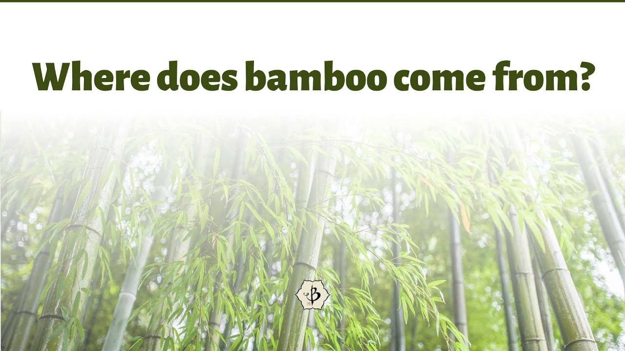 'Video thumbnail for Where does bamboo come from?'