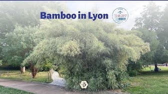 'Video thumbnail for Bamboo in Lyon'