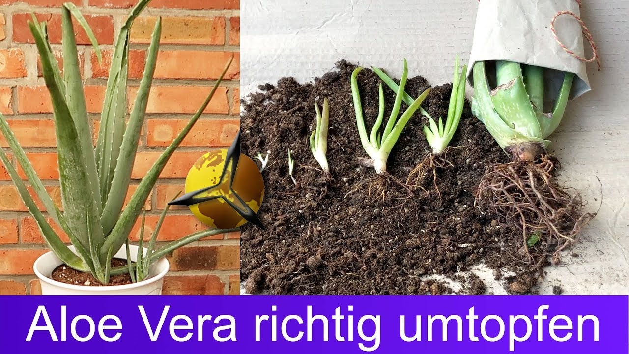 'Video thumbnail for Aloe Vera richtig umtopfen – Anleitung'