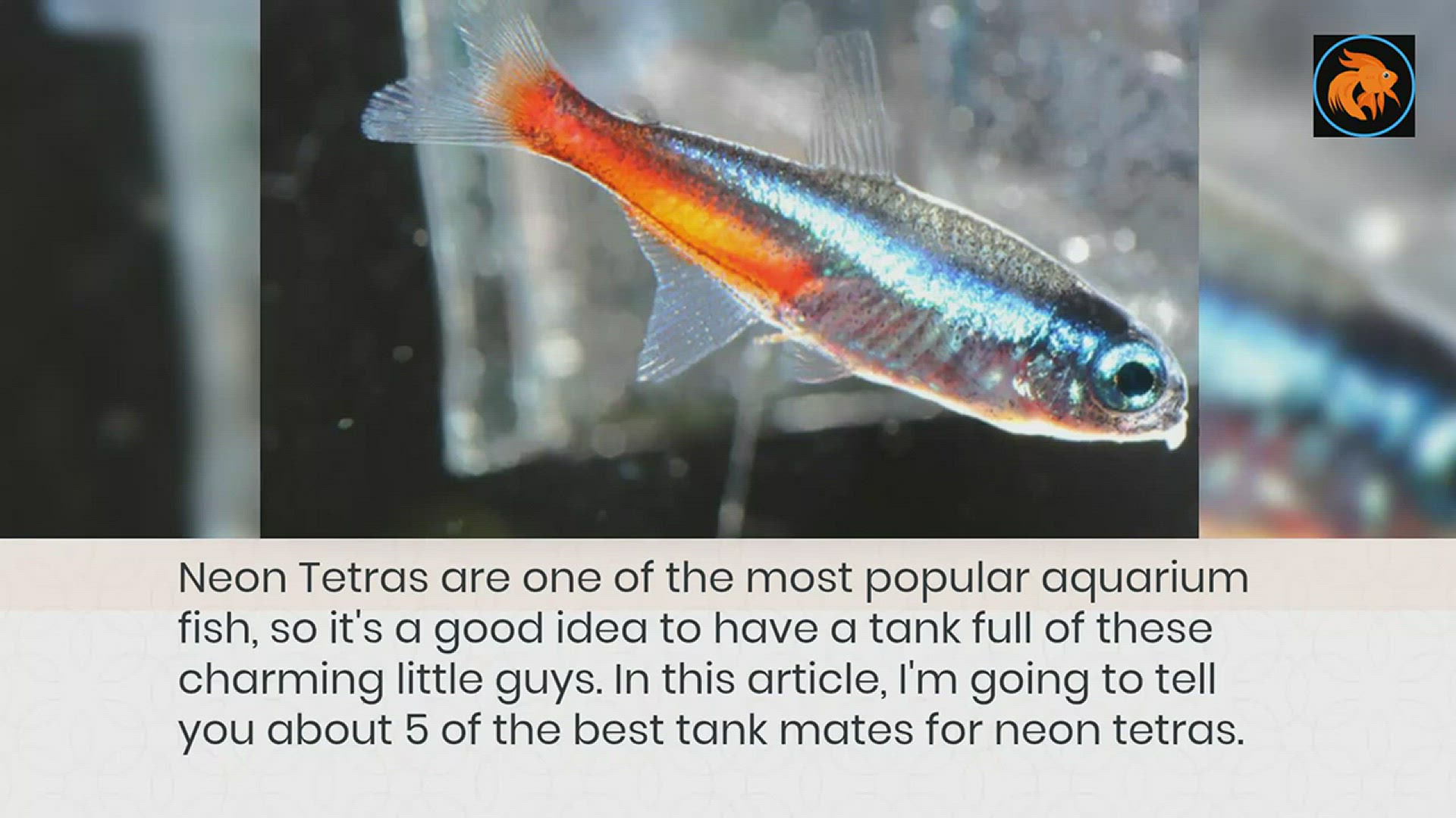 5 Facts About Tetra