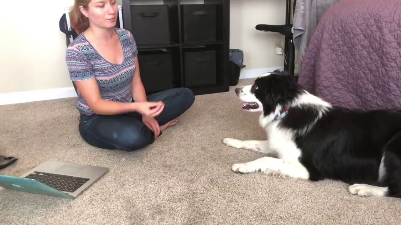 'Video thumbnail for Teach Your Dog to Play Dead Starting from Nothing!'