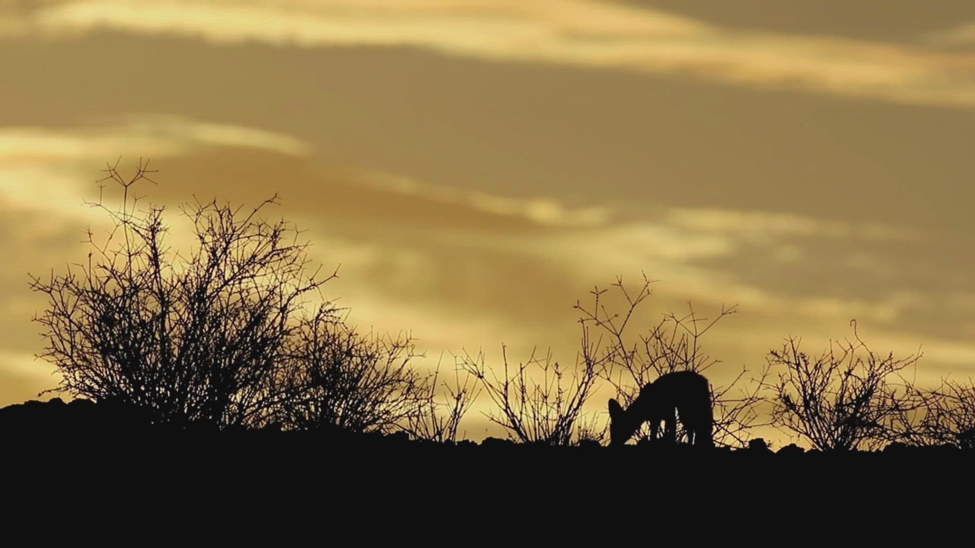 'Video thumbnail for Desert Foxes | Desert Fox Species'