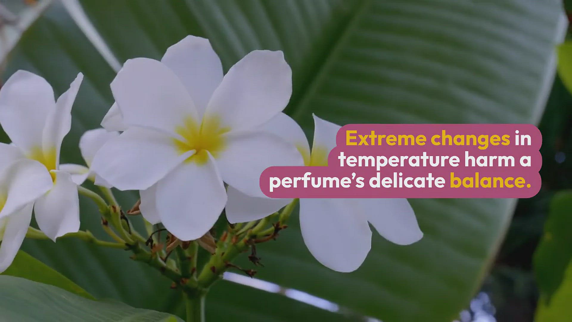 Video thumbnail for Video 1 - Can Perfumes Freeze? The Surprising Truth Finally Revealed!