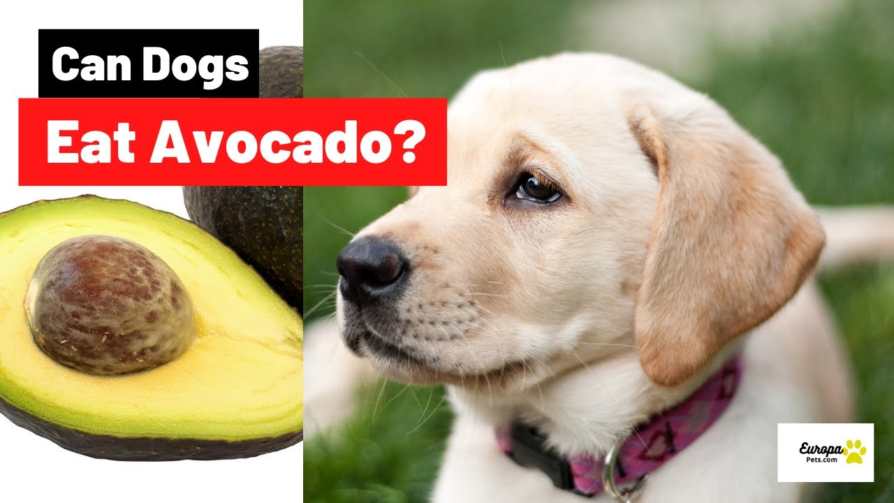 Video thumbnail for Can Dogs Eat Avocado? Benefits and Risks