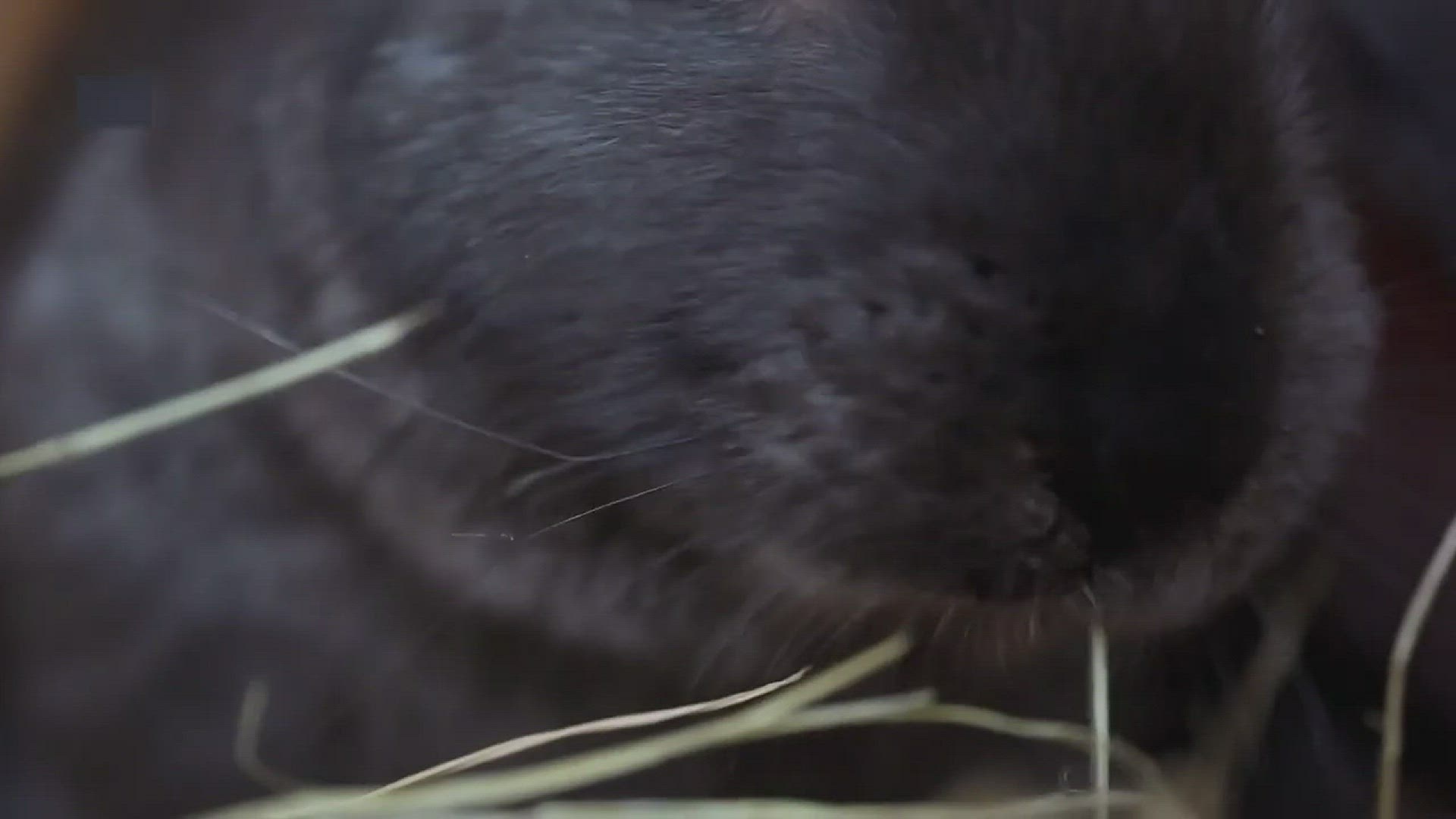 'Video thumbnail for Is Sand Safe For Rabbits'