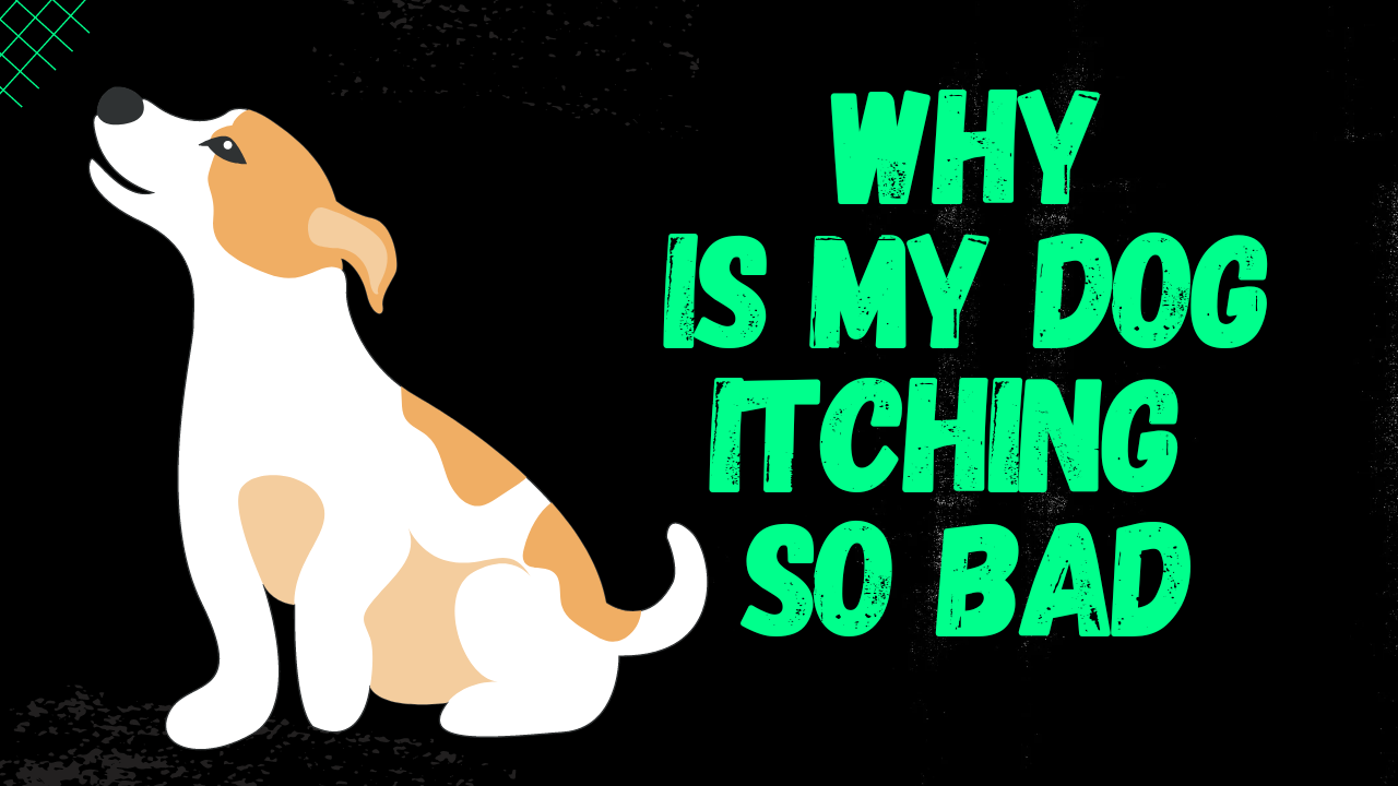 Playlist thumbnail for Dogs