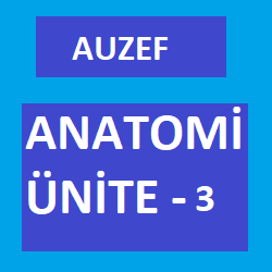 'Video thumbnail for Anatomi Ünite -3'