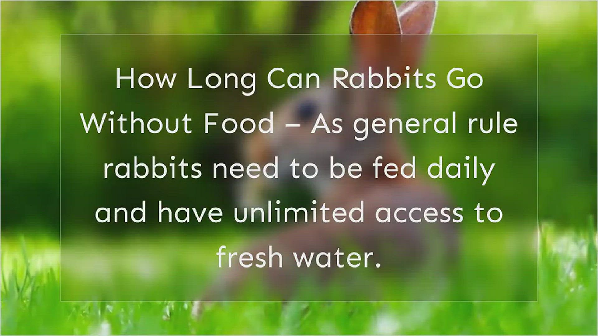 'Video thumbnail for Rabbit Not Eating'