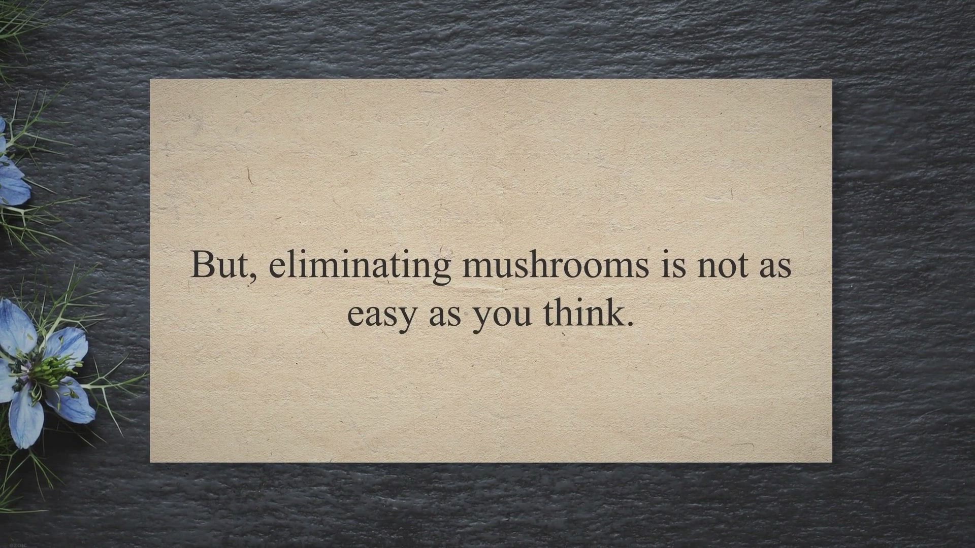 video of: What Kills Mushroom Spores? | There Is A Long List