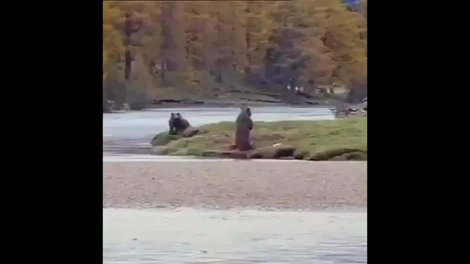 Video thumbnail for bear kick