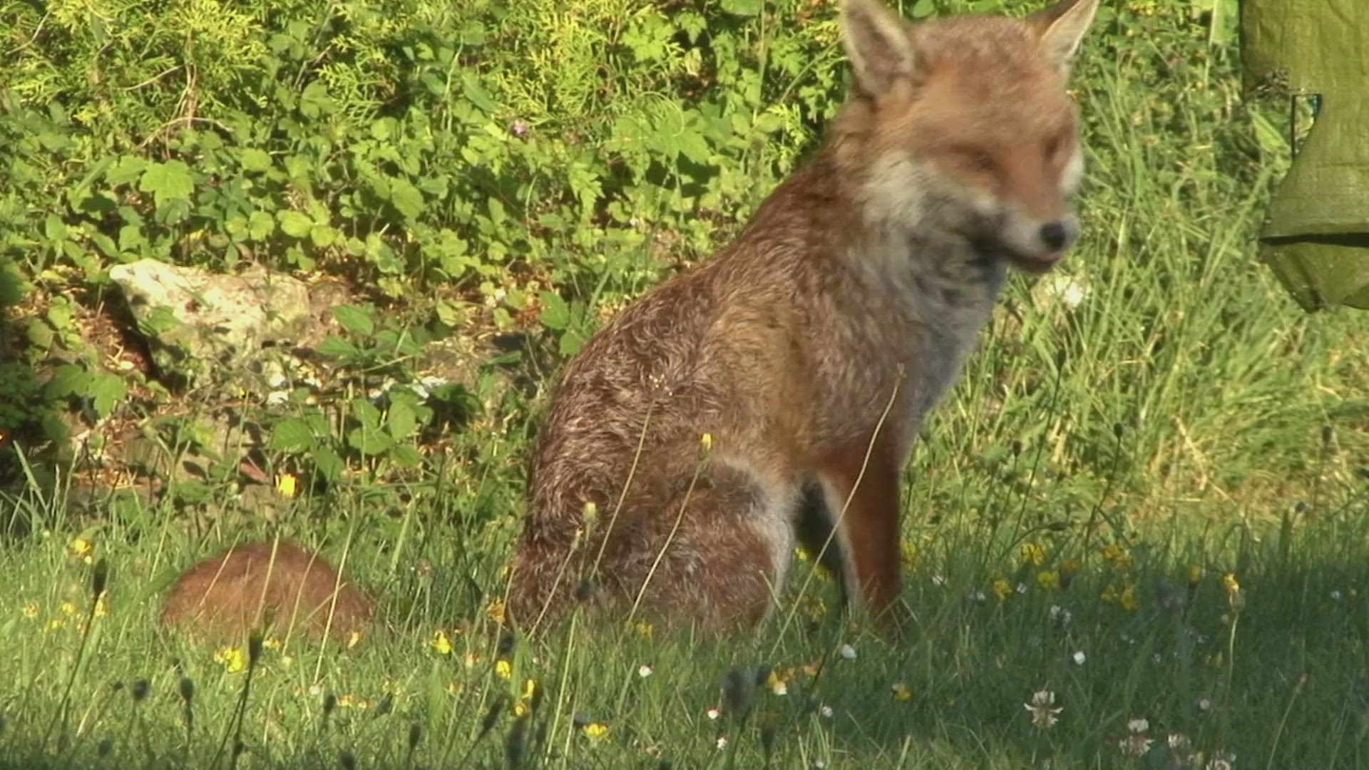 'Video thumbnail for Do Foxes Smell?'