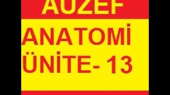 'Video thumbnail for Anatomi Ünite 13 Online Test Auzef vize final– Öğrenme Yõnetim Sistemi   Google Chrome 2020 01 31 11'