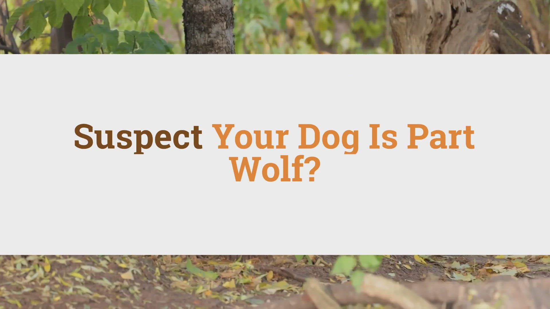 Why Is Your Dog Acting Strange After a Grooming Session?