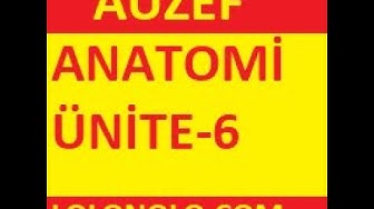 'Video thumbnail for Anatomi Ünite 6 Online Test '