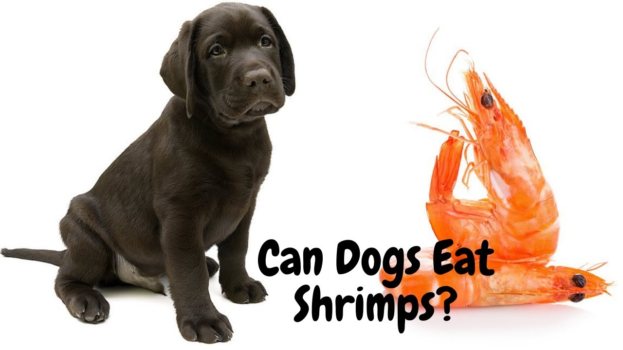 Video thumbnail for Can Dogs Eat Shrimps? | Playful Dog Videos | Dogsforest.ccom