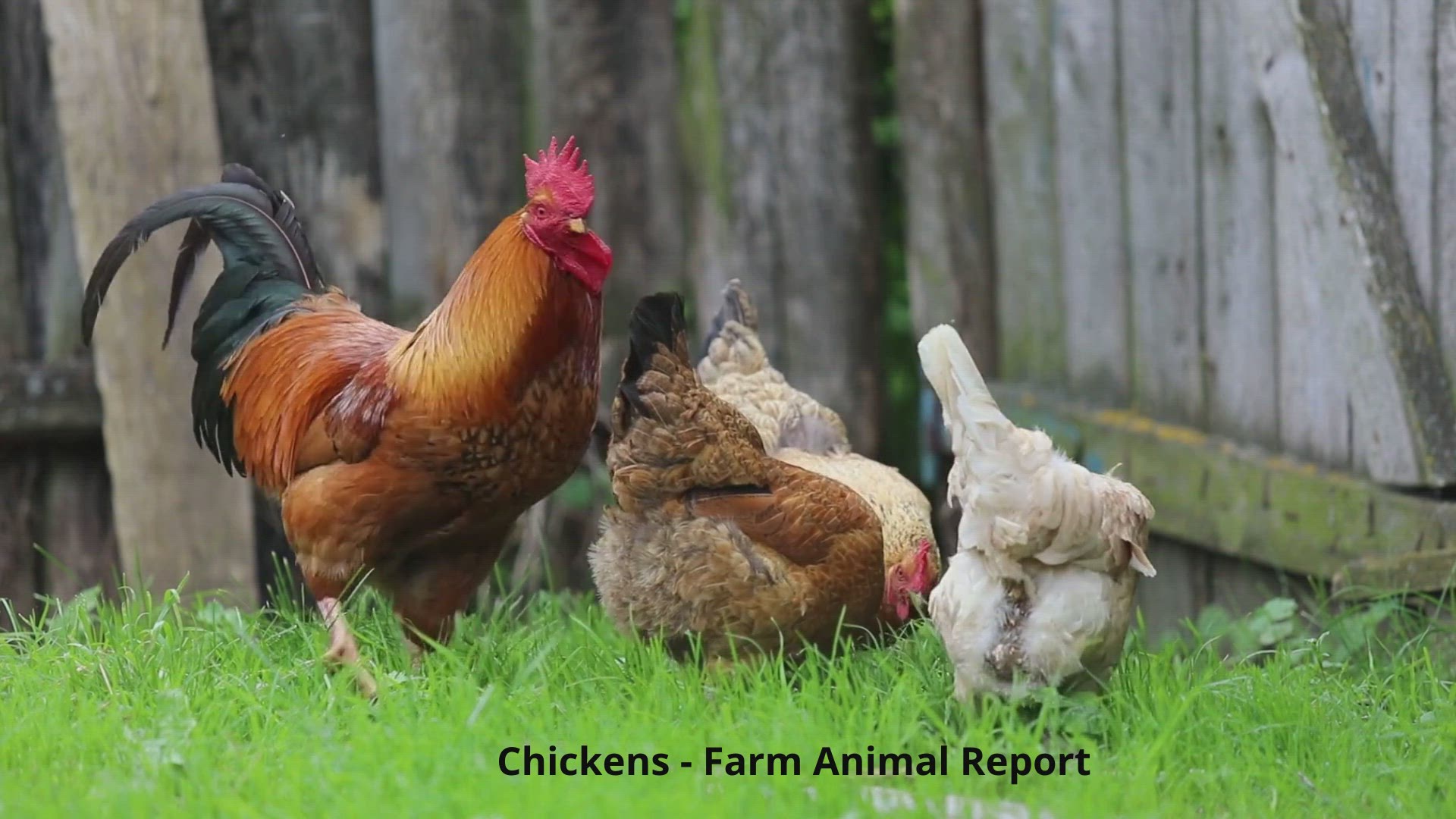 'Video thumbnail for Baby Chickens'