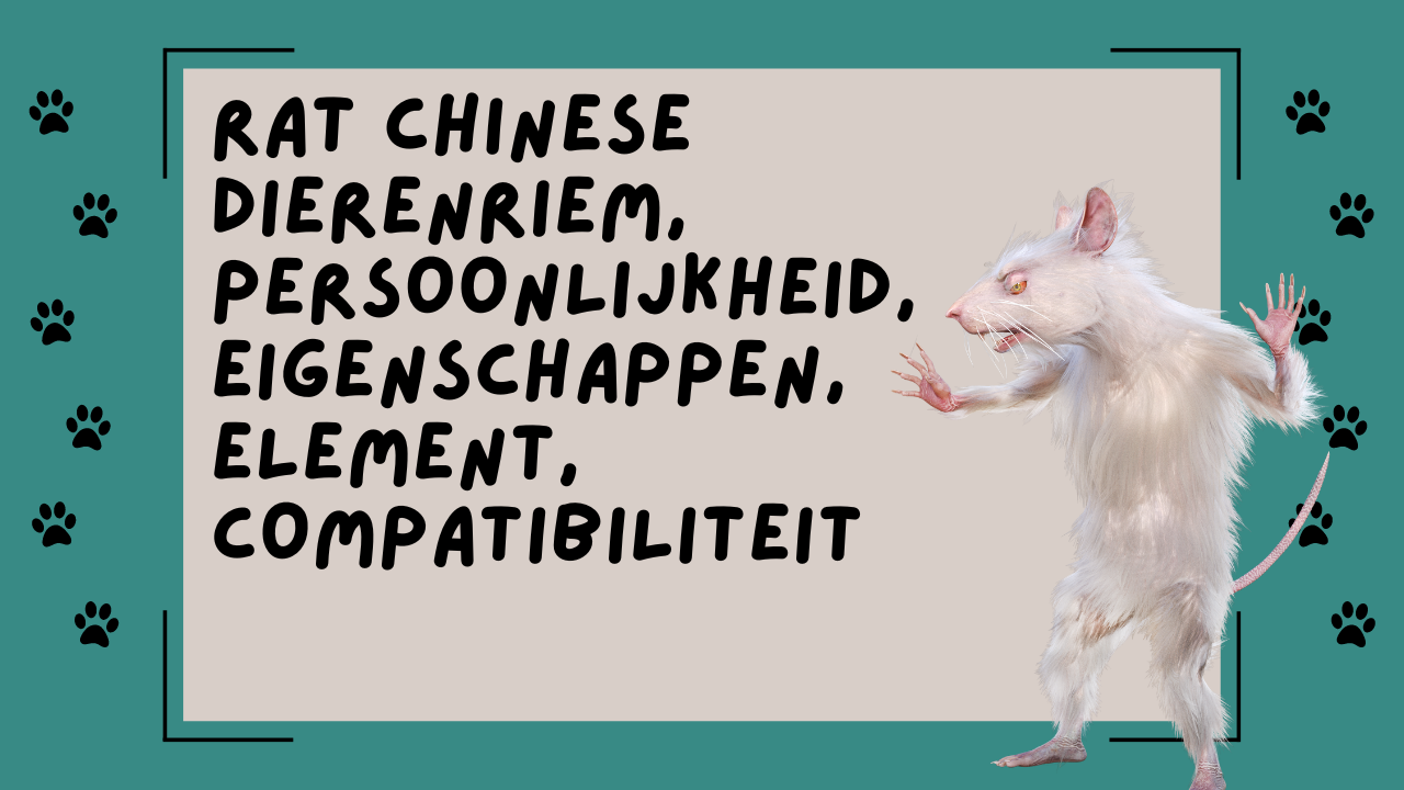 Video thumbnail for Rat Chinese dierenriem, persoonlijkheid, eigenschappen, element, compatibiliteit