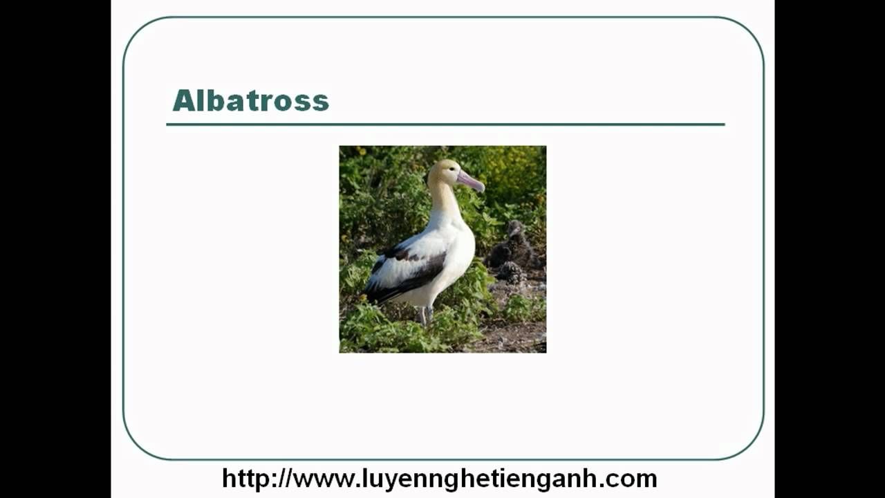'Video thumbnail for Learn English Vocabulary Through Pictures - Topic - Animals Lesson 05'