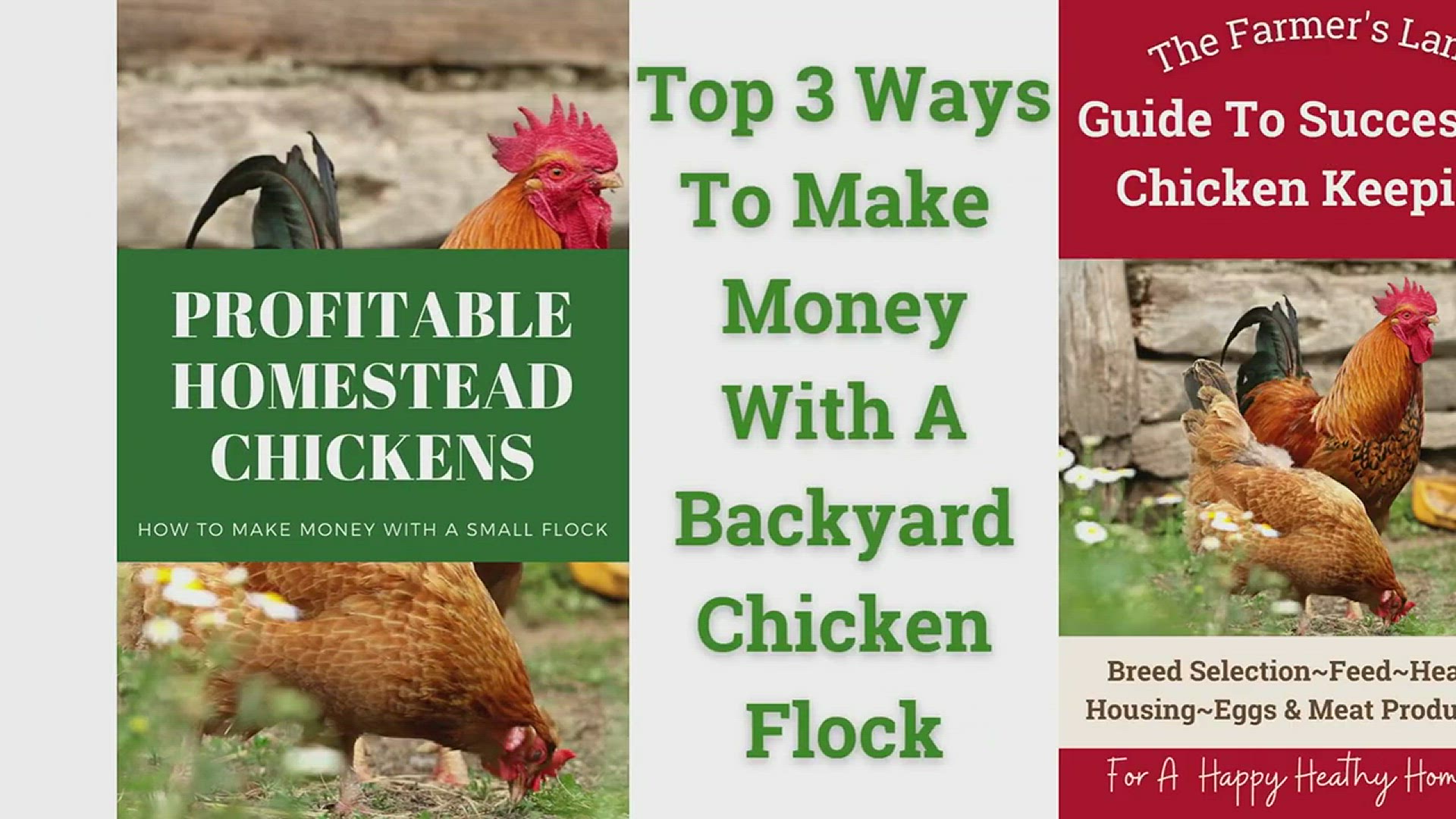 The Top 18 Chicken Breeds for Your Backyard Flock ~ Homestead and Chill