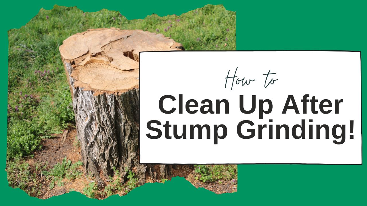 'Video thumbnail for How to Clean up after Stump Grinding- 5 Simple Steps To Follow.'