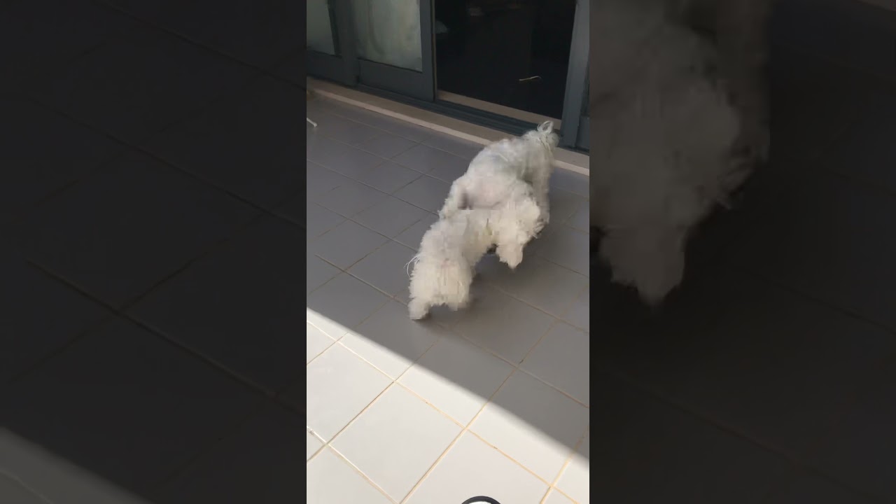 Video thumbnail for I’m getting fiercer now so Django has to run to Mum 👿 Check my moves 😜 #maltesepuppies #Arya #dog