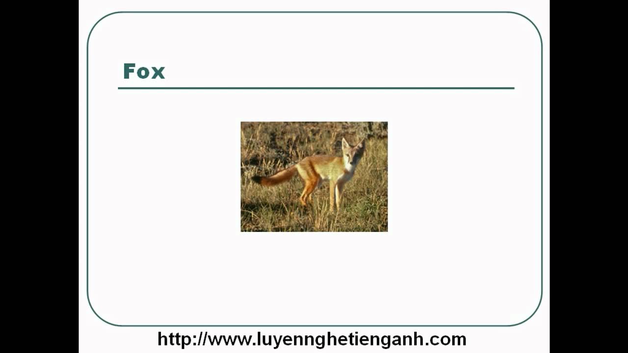 'Video thumbnail for Learn English Vocabulary Through Pictures - Topic - Animals Lesson 04'
