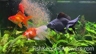 'Video thumbnail for Fantail Goldfish Eating Daphnia'