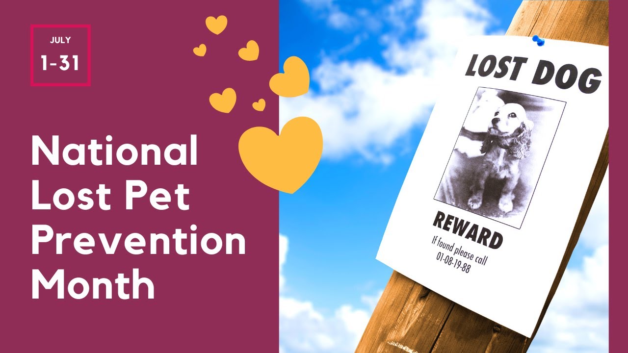 Video thumbnail for National Lost Pet Prevention Month - Top Tips to Prevent Your Pets from Getting Lost