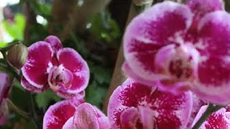 'Video thumbnail for Unsere Klostergarten Route durch Niederösterreich'